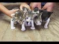 Los gatos mas hermosos y tiernos recién nacidos