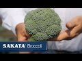 Sakata broccoli best of the best from east to west