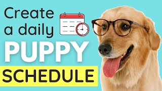 Puppy Schedule: How To Create A Daily Schedule for your Puppy