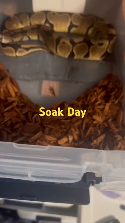 Ball python soak day #ballpython - YouTube