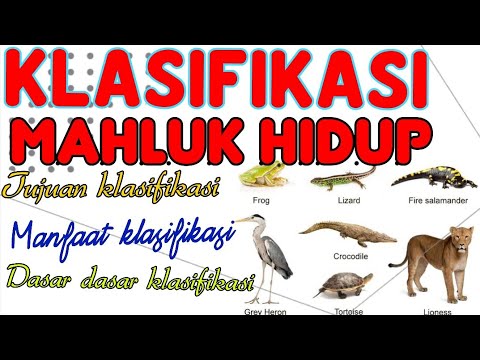 Video: Setiap orang cocok untuk klasifikasi