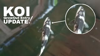 DIY KOI POND KOI Update by Nilo Nieves 1,273 views 1 month ago 10 minutes, 1 second