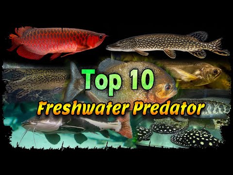 Video: Which fish eats what? Predatory lake fish. Predatory fish of the sea