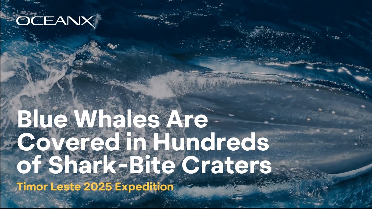 Blue Whales Are Covered in Hundreds of Shark-Bite Craters (Timor-Leste)