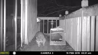 Rac Trap, I Finally Caught Him Trail Cam Footage