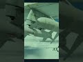 viet nam vs nuke #warthunder