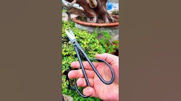 Kéo tỉa Cây cảnh, bonsai #bonsaishop