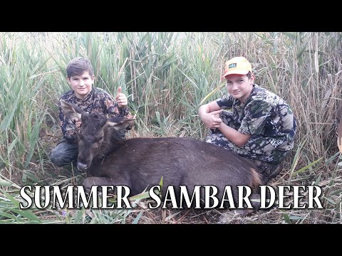 SUMMER SAMBAR DEER