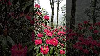 Shower Rain in a Beautiful Flower Forest 🌸💧 | Sleep Ambience #naturesounds #nightsounds