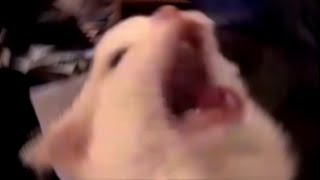 🐱🐱
