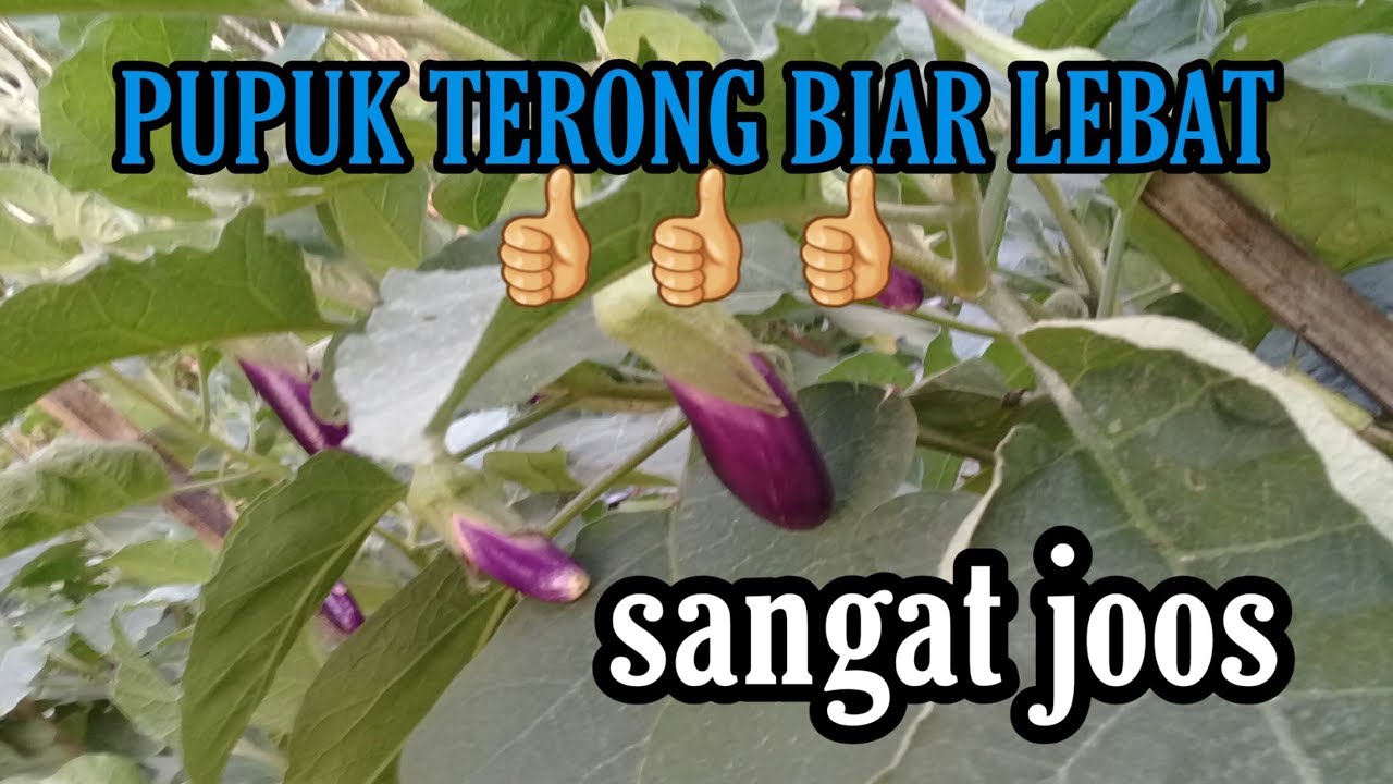 Cara memupuk terong biar lebat 
