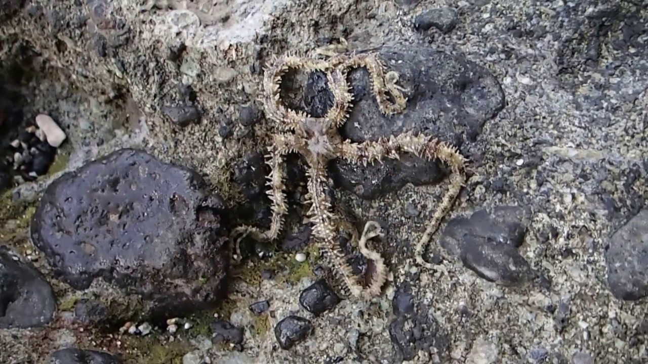 Brittlestar walking YouTube