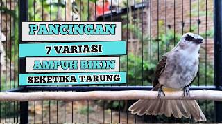 Suara Burung TRUCUKAN gacor ROPEL VARIASI NROTOK NGECUPLIK pancingan trucukan agar JADI trucuk GACOR
