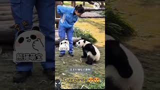 Panda's Lazy Behavior in Real Life Captured! 😂😂#pandaadventures #panda #cutepandas
