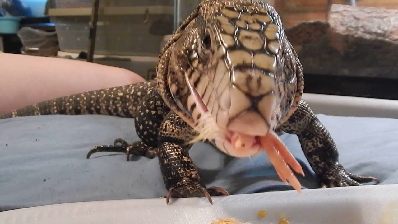 Walker Eating A Chick!! YouTube