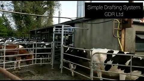 ĢDR LTD Cow Drafting System