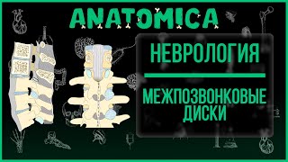 Межпозвонковые диски / Суставы и связки позвоночного столба / Соединения позвонков / Неврология
