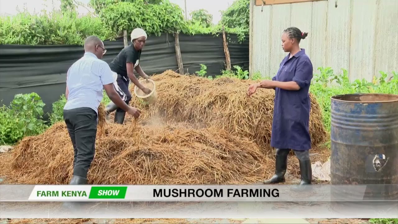 White Button Mushroom Farming In Kenya | Farm Kenya