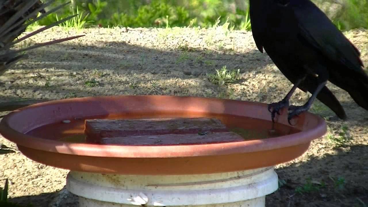 Crow eating lizard in birdbath