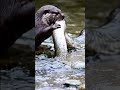 🤯 SHOCKING STANDOFF: UNBELIEVABLE Otter Bites GIANT Anaconda! #otter #anaconda #vfx #ultimate
