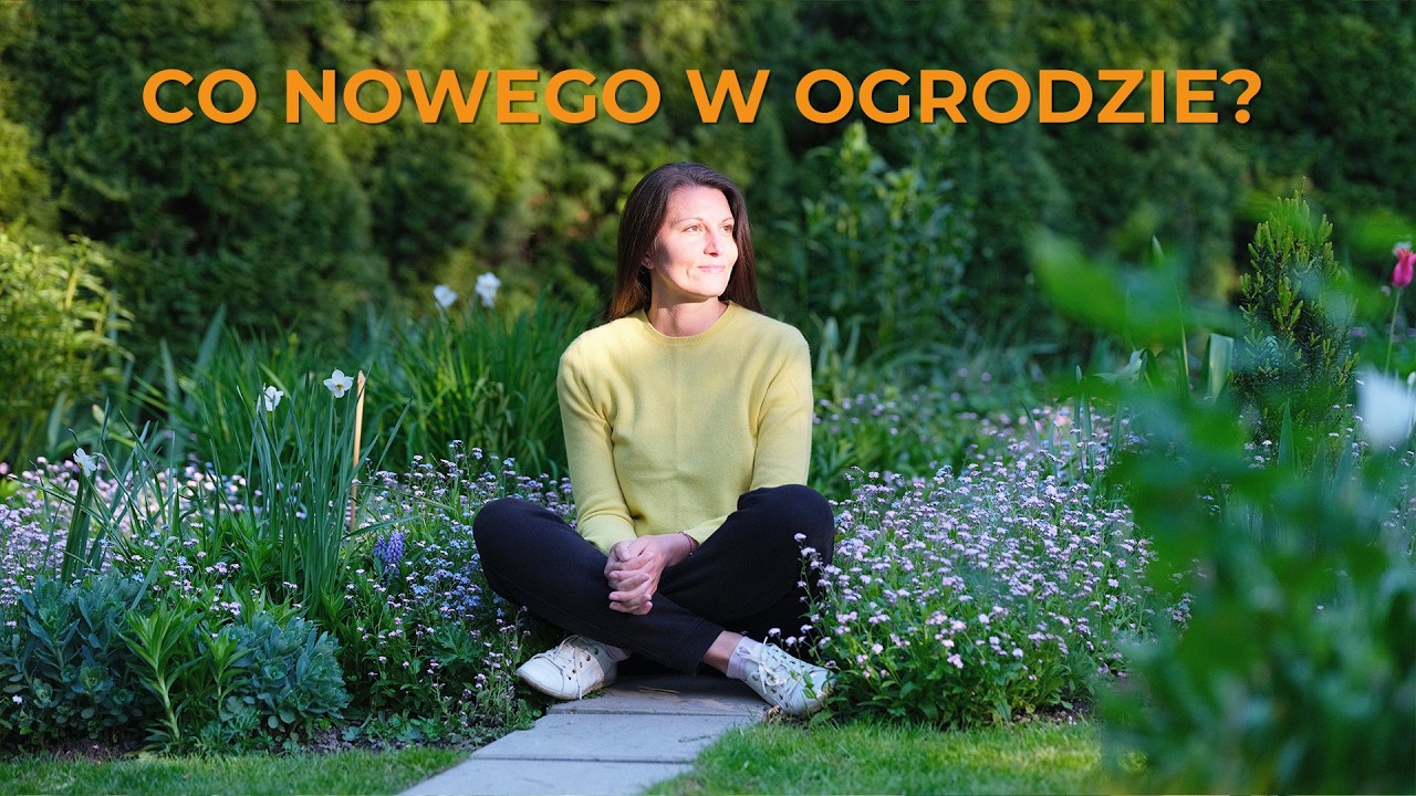 Co nowego w ogrodzie? Kwitnący clematis, nowe tulipany i narcyzy, wysiane kwiaty.