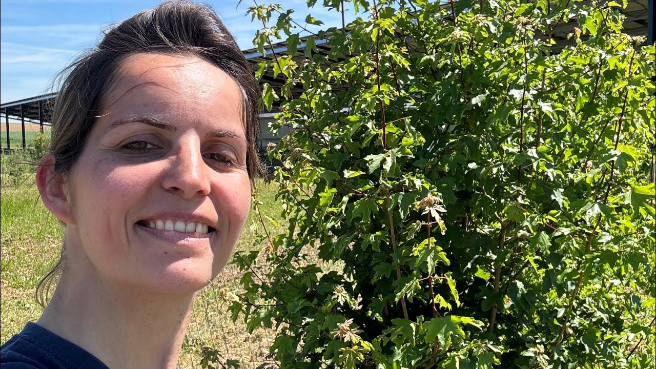 Entretien du parc et arrivée des poules