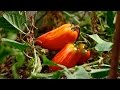 Community Gardening Tips Everyday Health