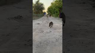 Little Cat Scares Dogs Away, Chases Them Down Path