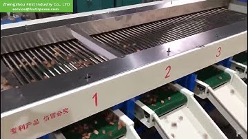 dates  palm grading machine