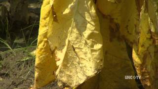 NC Tobacco Crop Losses Following Hurricane Irene | NC Now | UNC-TV