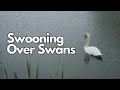 An Ontario Swan Song | ONsite