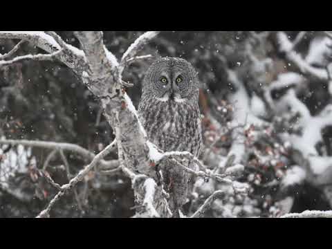 Great Grey Owl - Winter Wonderland