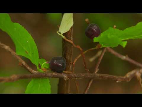 Black Huckleberry - Vaccinium membranaceum. Identification and characteristics