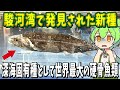 未だ謎が多い駿河湾に生息する神秘の深海魚１０選【ずんだもん解説】