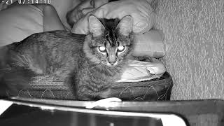 Espiando a mi gato y esposo cuando no estoy en casa by Mundo Gato 767 views 2 weeks ago 1 minute, 2 seconds