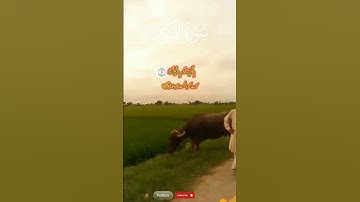 سورة التكوير ١ ١٨ #سورة_التكوير #صوت_جميل #القرآن_الكريم