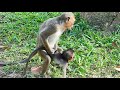 OMG, It Look So Hurt Baby Monkey, Why Joey Do On It? Pitiful Baby Monkey Can't Move Away From Joey,.