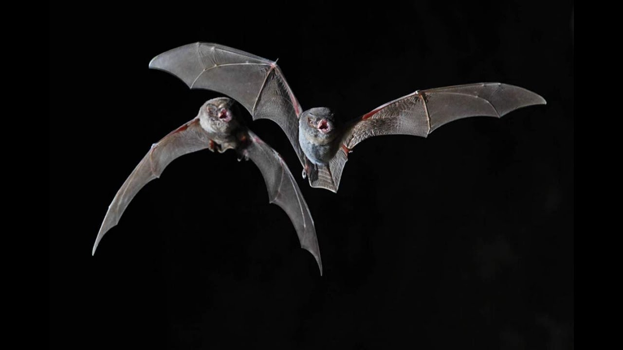 Длиннокрыл обыкновенный