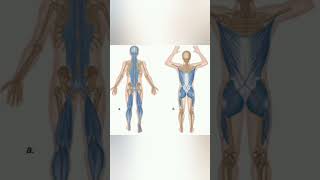 Упражнение для предотвращения болей в пояснице и укрепления мышц спины и всей задней части тела