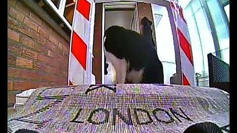 FPV - IRIS IN ACTION