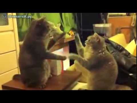 Кошки-ладушки Cats playing in ladushki - YouTube.