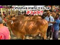              cow price 2024