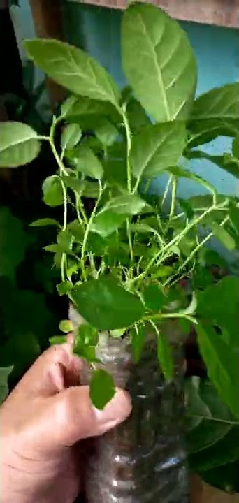 FICUS DRUPACEA DARI BIJI (BERINGIN BULU)