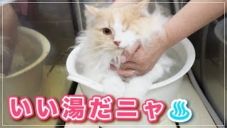 【シキちゃん】隻眼の猫が良い子すぎる！人間を理解し許してくれる【サイベリアン】