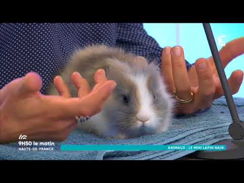 Vidéo: Sallander Rabbit