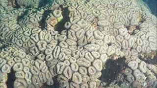 Red Sea Best Videos By David Pita By Pela B30