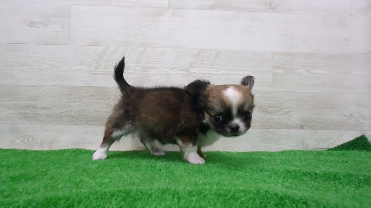 Coo&RIKU No.00747171 チワワ（ロングコート） - YouTube