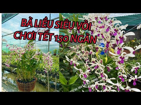 NHANH TAY ANH CHỊ ƠI: BÀ LIỄU KHỦNG GIÁ RẺ CHƠI TẾT