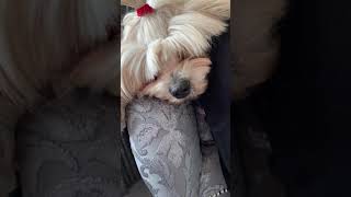 Natasha Kaplinsky Reads The Summer Story, By Jill Barklem, For Save With Stories Uk