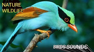Bird Sounds Spectacular : Morning Bird Song Wildlife(2022)